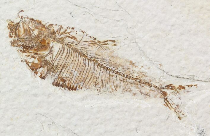 Bargain, Diplomystus Fossil Fish - Wyoming #56237